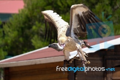 Benalmadena, Andalucia/spain - July 7 : Juvenile Andean Condor (… Stock Photo