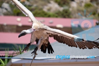 Benalmadena, Andalucia/spain - July 7 : Juvenile Andean Condor (… Stock Photo