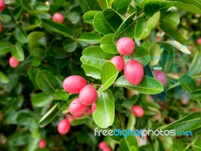 Bengal Currants Fruit Stock Photo