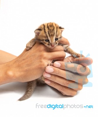 Bengal Kitten And Human Hand Stock Photo