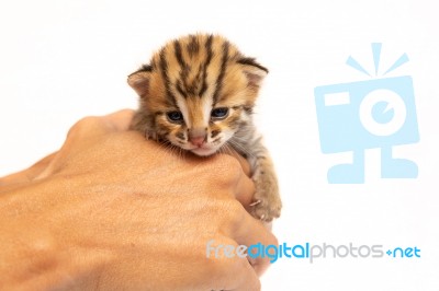 Bengal Kitten And Human Hand Stock Photo