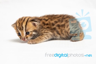 Bengal Kitten On White Background Stock Photo