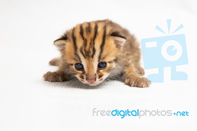 Bengal Kitten On White Background Stock Photo