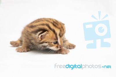 Bengal Kitten On White Background Stock Photo