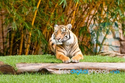 Bengal Tiger Stock Photo