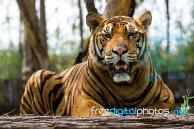 Bengal Tiger Stock Photo