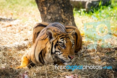 Bengal Tiger Stock Photo