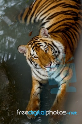 Bengal Tiger Stock Photo