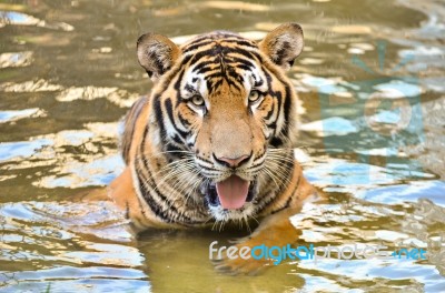 Bengal Tiger Stock Photo