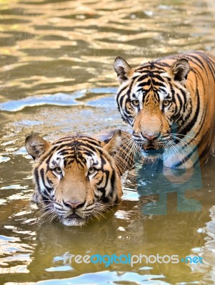 Bengal Tiger Stock Photo