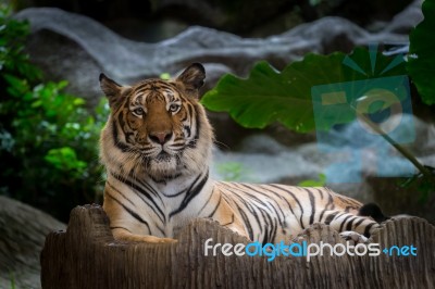 Bengal Tiger Stock Photo