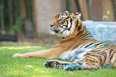 Bengal Tiger Stock Photo