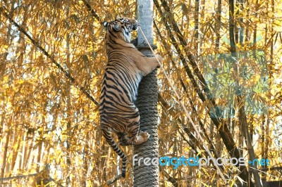 Bengal Tiger Stock Photo