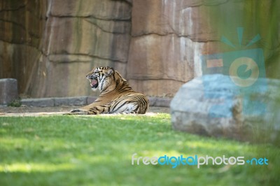 Bengal Tiger Stock Photo