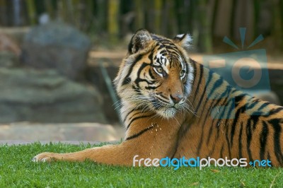 Bengal Tiger Stock Photo