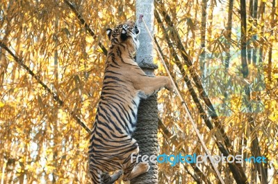 Bengal Tiger Stock Photo