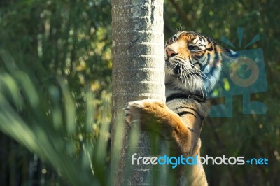 Bengal Tiger Stock Photo