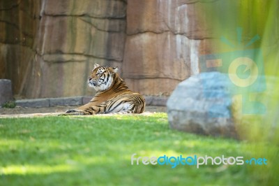 Bengal Tiger Stock Photo