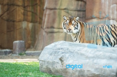 Bengal Tiger Stock Photo