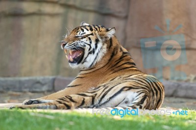 Bengal Tiger Stock Photo