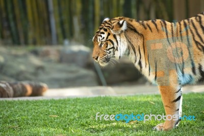 Bengal Tiger Stock Photo