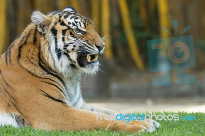 Bengal Tiger Stock Photo