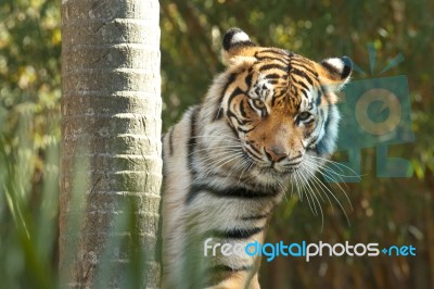 Bengal Tiger Stock Photo