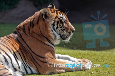 Bengal Tiger Stock Photo