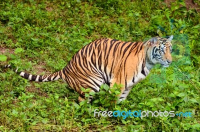 Bengal Tiger Stock Photo