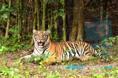 Bengal Tiger Stock Photo