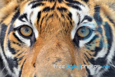 Bengal Tiger Eyes Stock Photo