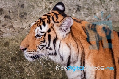 Bengal Tiger Head Close Up Stock Photo