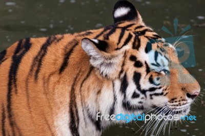 Bengal Tiger Head Close Up Stock Photo