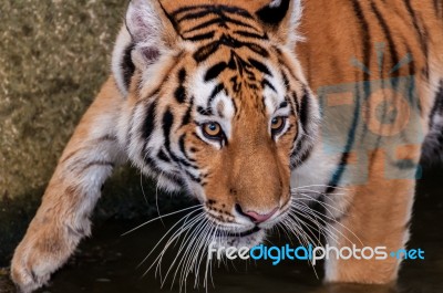 Bengal Tiger Head Close Up Stock Photo