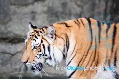 Bengal Tiger Head Close Up Stock Photo