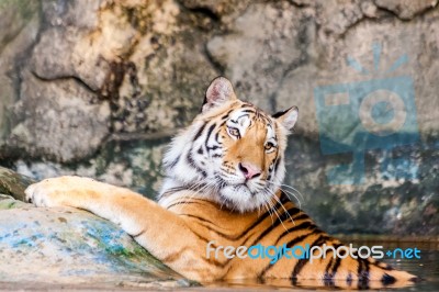 Bengal Tiger In The Water Stock Photo