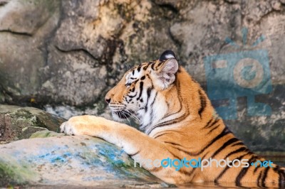 Bengal Tiger In The Water Stock Photo