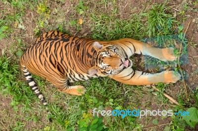 Bengal Tiger looking up Stock Photo