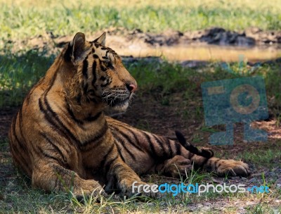 Bengal Tiger Lying On Field Stock Photo