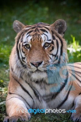 Bengal Tiger (panthera Tigris Tigris) Stock Photo