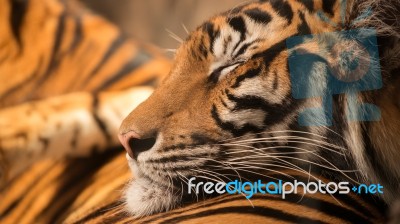 Bengal Tiger Sleeping On Another One Stock Photo