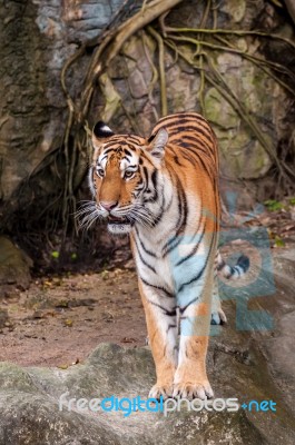 Bengal Tiger Standing On The Rock Stock Photo