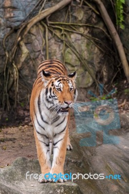 Bengal Tiger Standing On The Rock Stock Photo