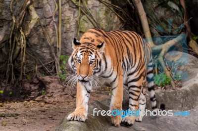 Bengal Tiger Walking On The Rock Stock Photo