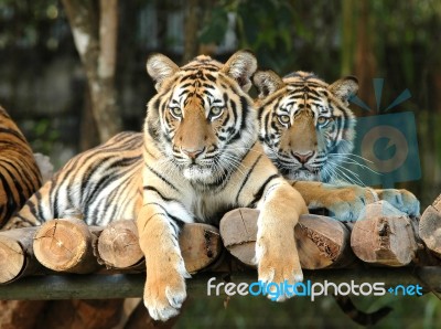 Bengal Tigers Stock Photo