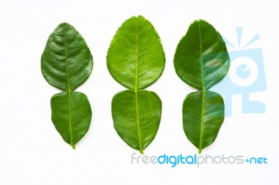 Bergamot Kaffir Lime Leaves Herb Fresh Ingredient Isolated On Wh… Stock Photo