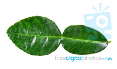 Bergamot Leaf Isolated On The White Background Stock Photo