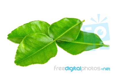 Bergamot Leaf Isolated On The White Background Stock Photo