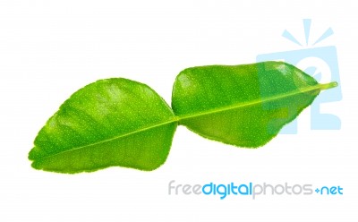 Bergamot Leaf Isolated On The White Background Stock Photo