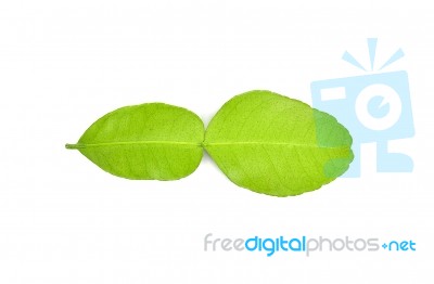 Bergamot Leaf On White Background Stock Photo